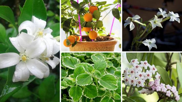 5 najmirišljavijih sobnih biljaka