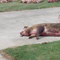 U Osječko-baranjskoj županiji do sada eutanazirano 60 svinja