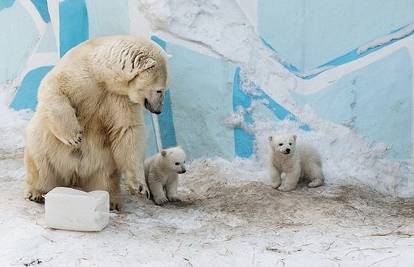 Polarni medvjedi prisiljeni jesti jedni druge da nekako prežive