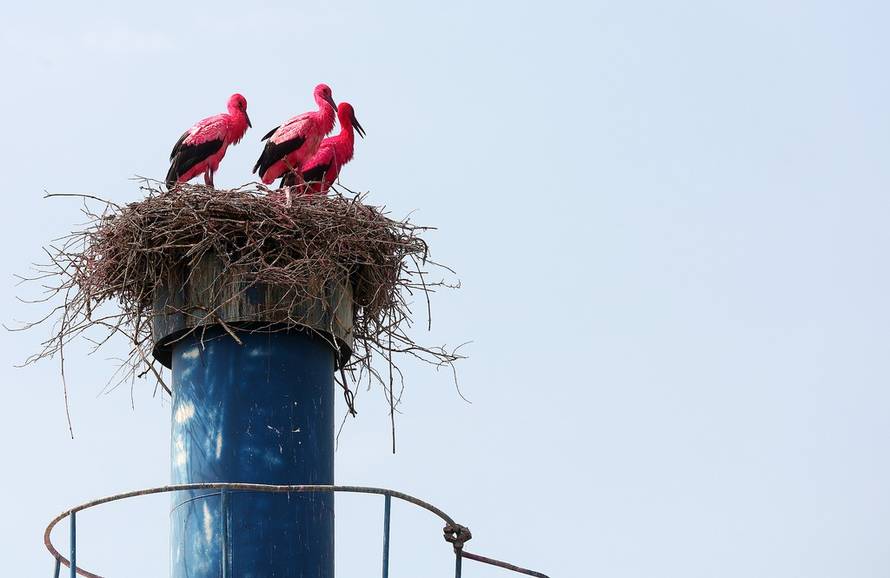 Željko Hladika/24sata