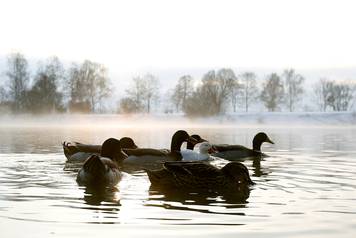 Ducks swim in the early-morning hour in a lake in Eichenau