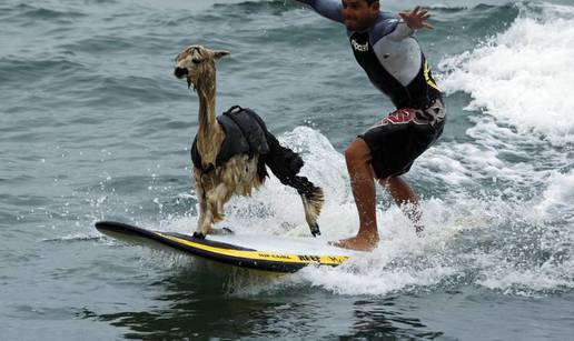 Surfer je trenirao alpaku vožnji na valovima oceana