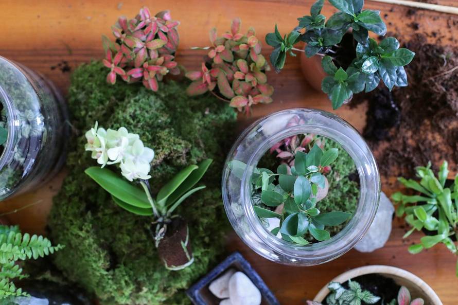 Vrt u posudi: Biljke u terariju trebaju decilitar vode godišnje