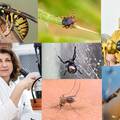 Ljetne napasti: Stručnjaci otkrili kako se riješiti stršljena, ujeda stjenica, krpelja, mrava i pčela