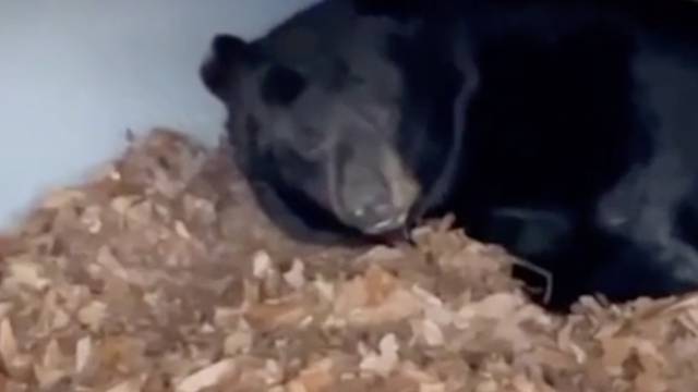 Pronašli medvjeda kako hibernira ispod njihove kuće: 'Neću ga gnjaviti, neka spava'