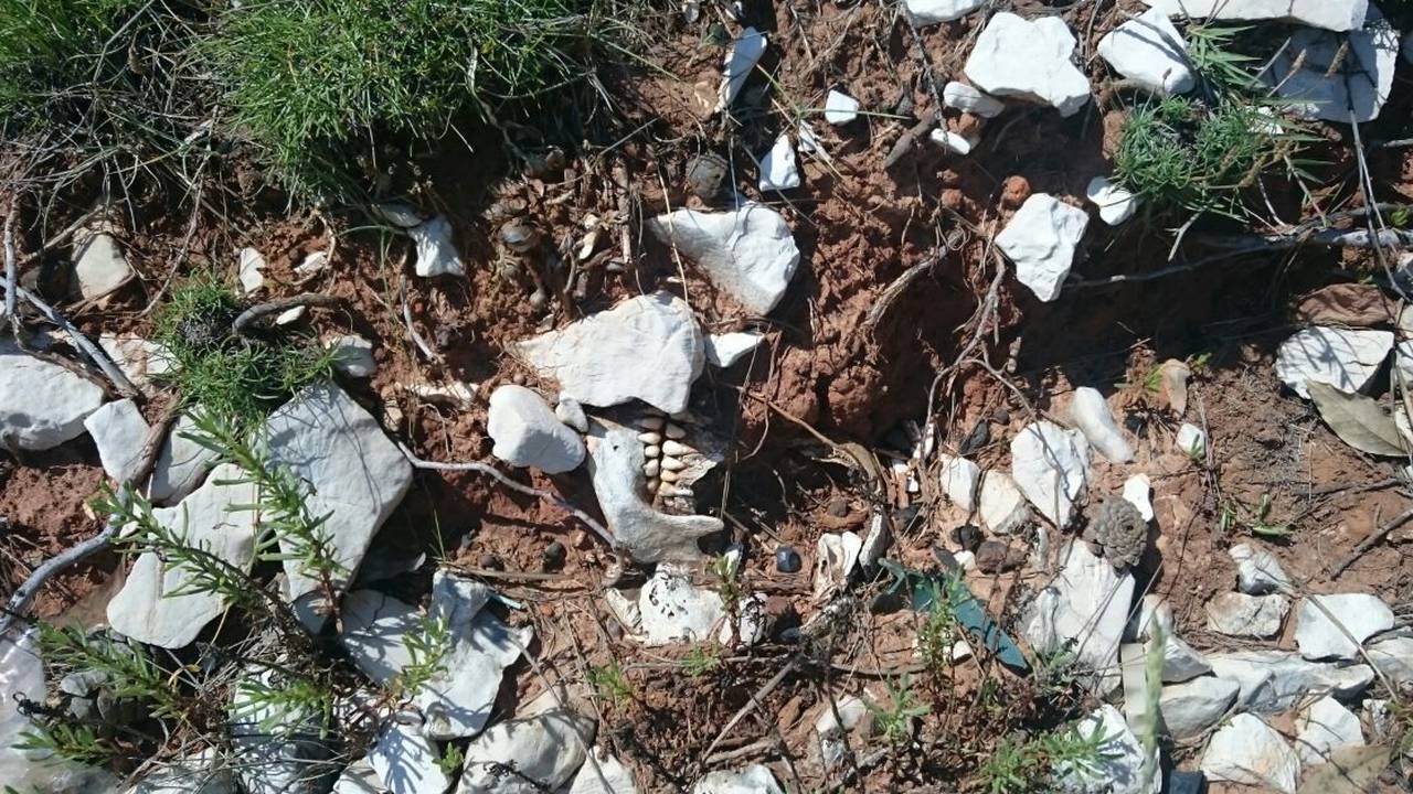 Policija je započela istragu: Na Ugljanu nađena ljudska lubanja