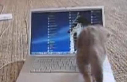 Malena mačka igra se s gazdinim računalom