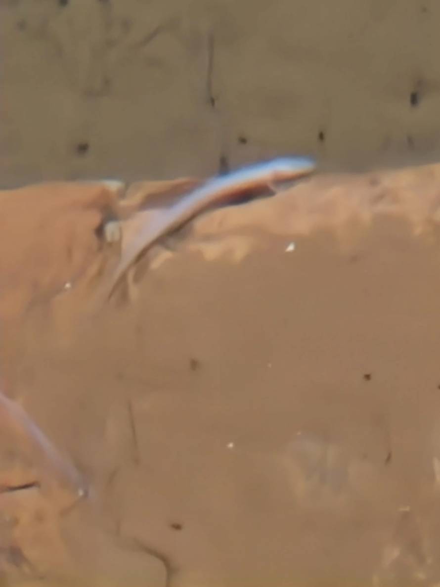 VIDEO Senzacija! U centru Pule pronašli su čovječju ribicu