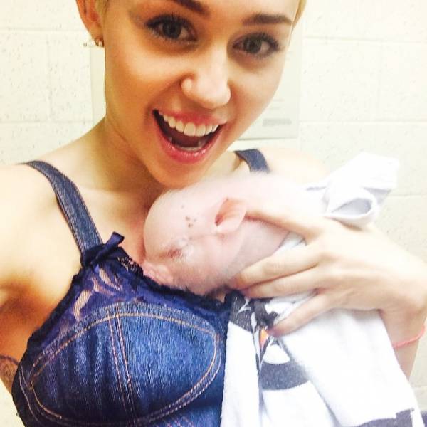 Fanovi uvjereni: 'Miley Cyrus je trudna, više ne puši i ne pije...'