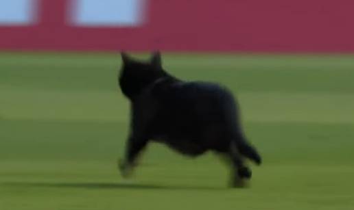 VIDEO Crna mačka na Poljudu!? Nepozvan gost prekinuo derbi