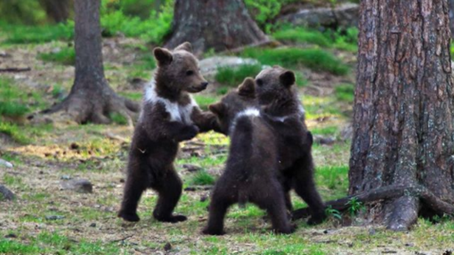 Snimio medvjediće kako plešu u šumi, mislio da mu se priviđa