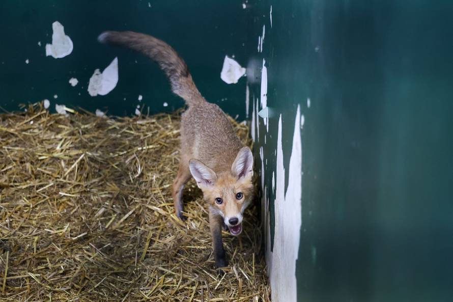 Oporavilište zagrebačkog ZOO-a skrbi za šest mladih lisica koje su zalutale u grad