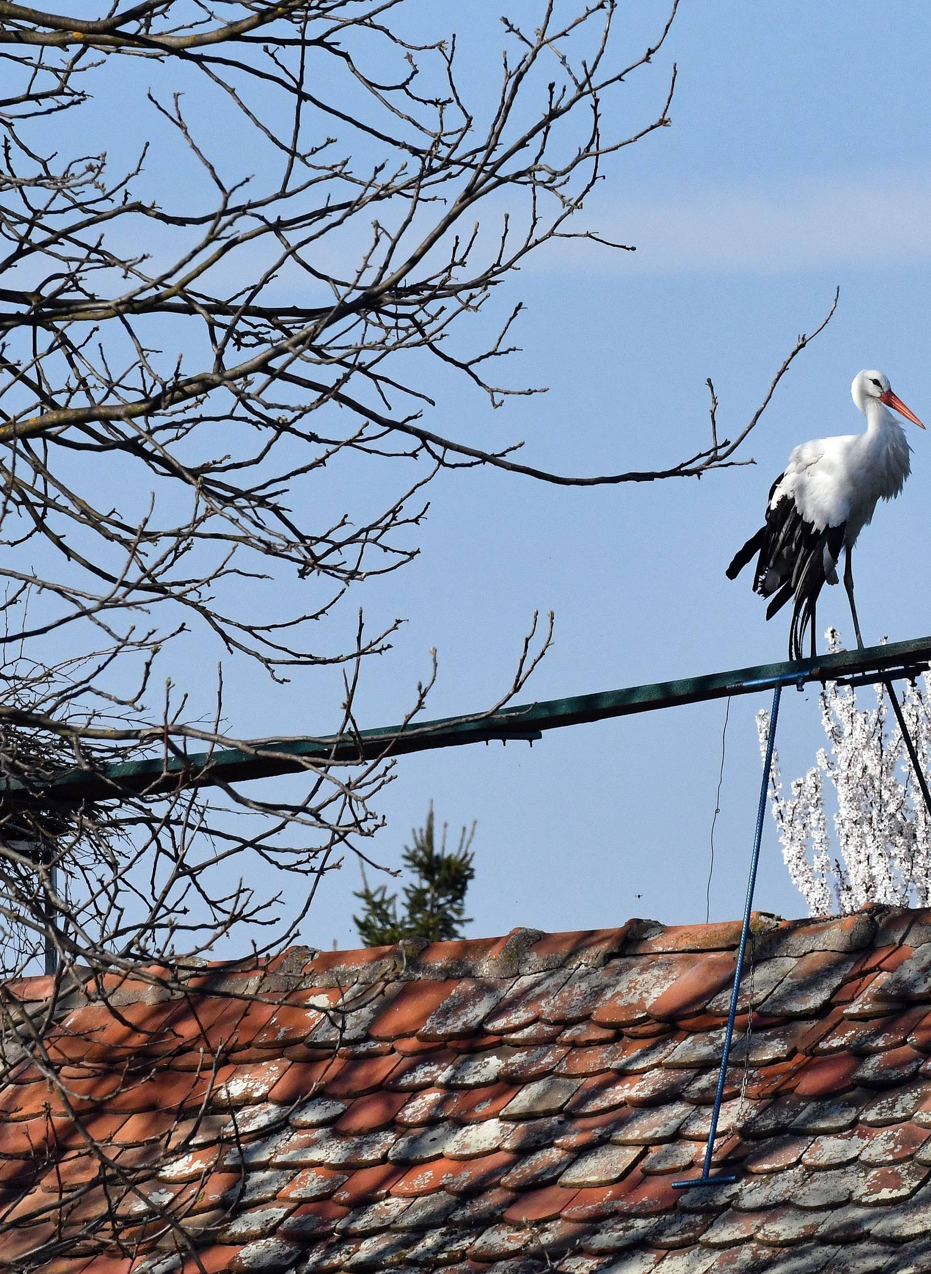 Malena je tužna i sama, nema Klepetana: Možda nađe drugog