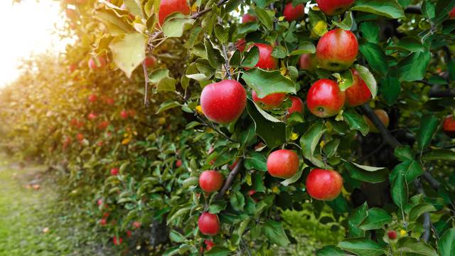 Produljuju život i voljeli su ih kraljevi: Evo gdje u Hrvatskoj možete probati vrhunske jabuke