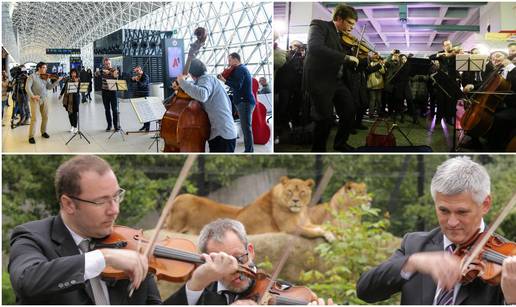 Lavovi su guštali u koncertu Zagrebačkih solista u ZOO-u