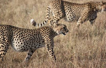 Samo 12 azijskih geparda ostalo je u divljini u Iranu: Ugroženoj životinji prijeti izumiranje...