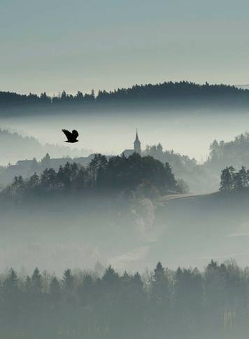 A bird flies over the foggy country in Zlebe