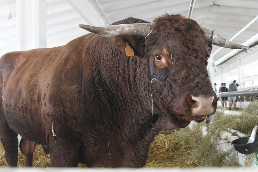 Gudovac: Bik Ogulin teži čak 1.196 kilograma
