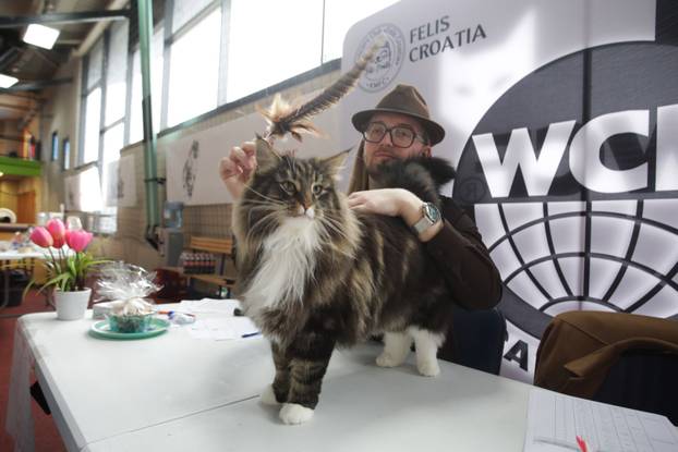 Rijeka: Međunarodna izložba mačaka
