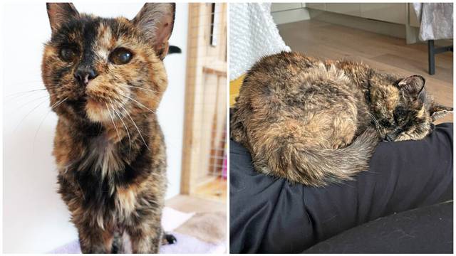Flossie (26) službeno postala najstarija mačka na svijetu: 'Još uvijek je umiljata i zaigrana'
