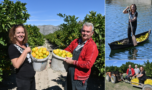 Slatko je veslati u barci punoj finih mandarina: Dolaze ih brati stari i mladi, čak i češki turisti