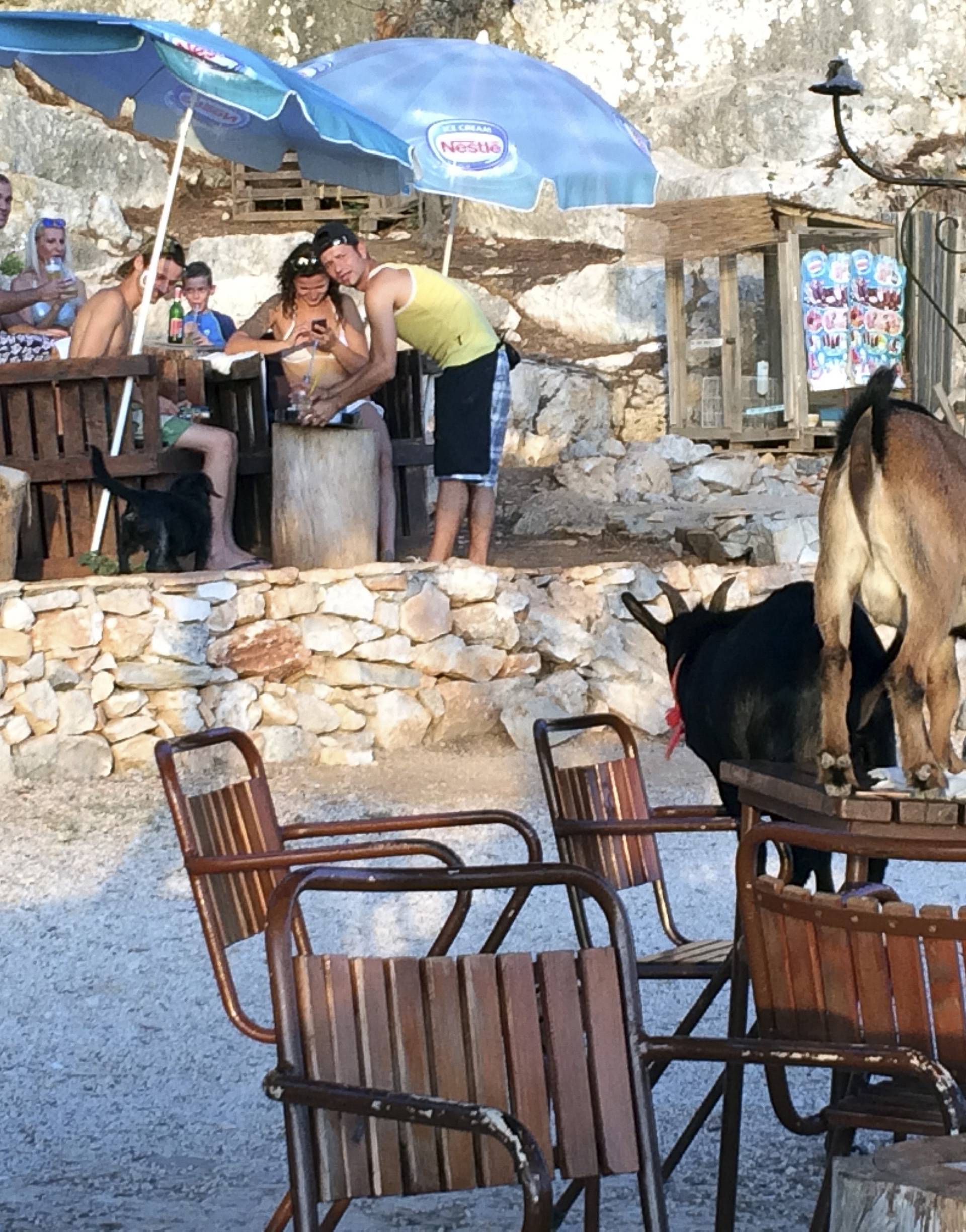 One se druže s gostima: Nenad Hervatin u kafić je doveo koze
