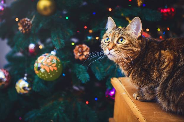 mad cat at home sitting on a wooden box Beautiful Christmas background with a new year daccor, gifts and old boxes of a wooden background. Christmas card with a Christmas