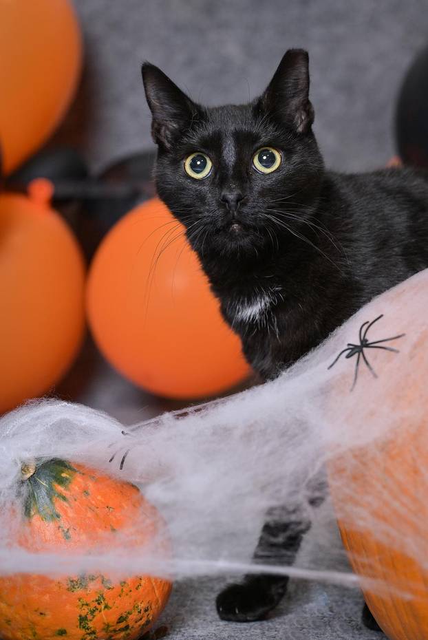 Sklonište u Dumovcu poziva na posebno jesensko udomljavanje pasa i mačaka