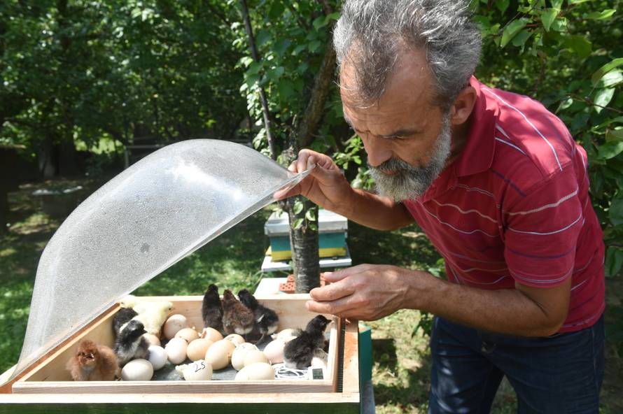 Pčele grijale jaja i stigli - pilići! 'Malo im je čudno kad pijuču...'