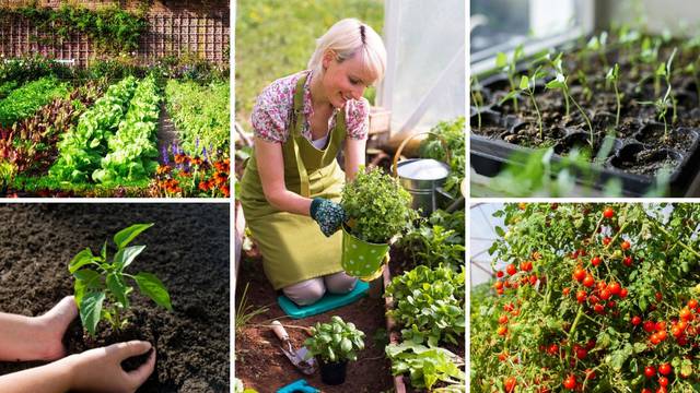 Veliki vodič za sve početnike u vrtlarenju, a tu su i savjeti za uzgoj voća i povrća na balkonu