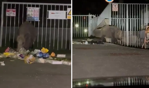 VIDEO Ogroman vepar na Sljemenu šokirao ljude: 'Ma to je zakamuflirani nosorog...'