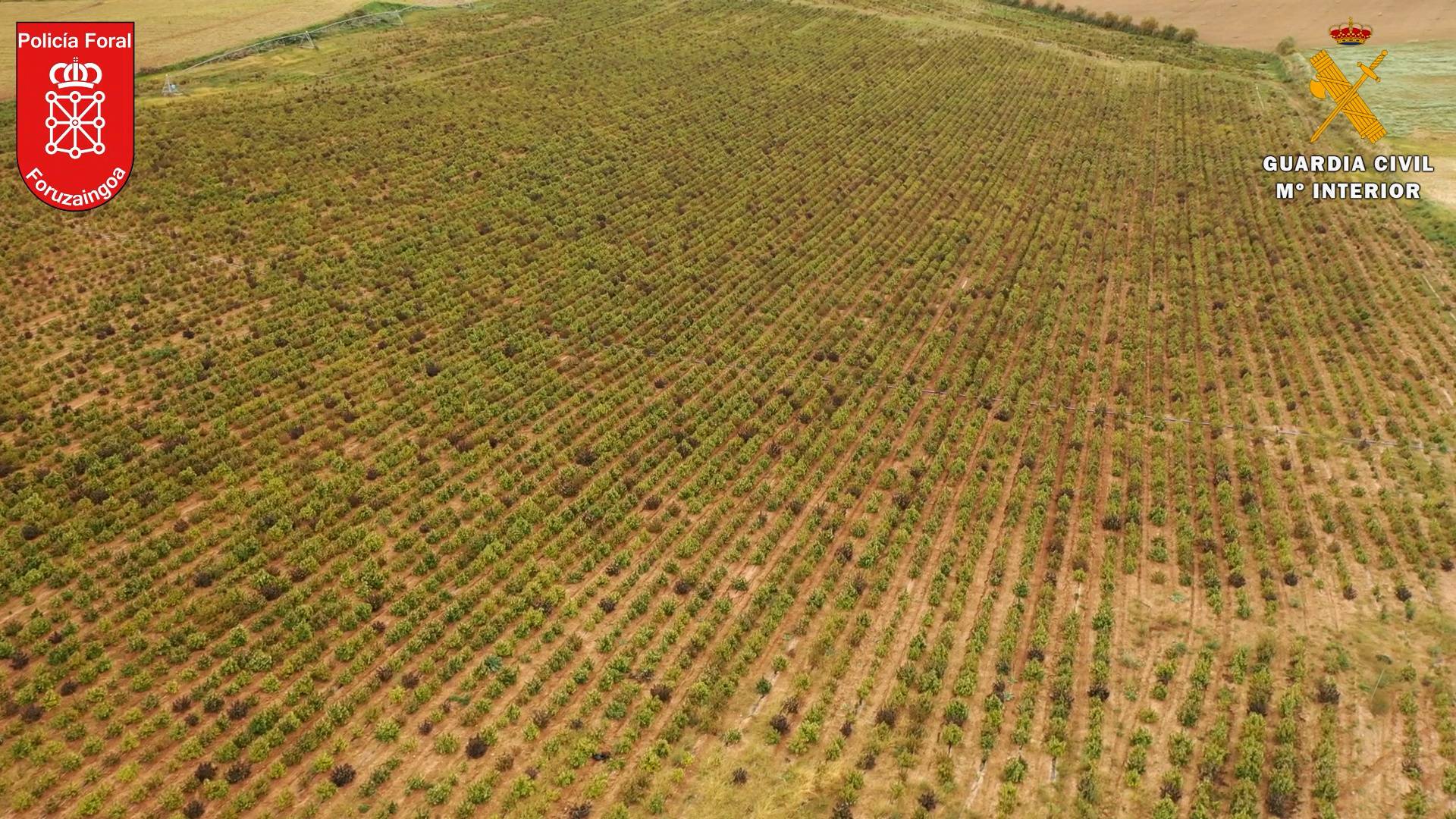 Spanish police take down 'Europe's biggest' cannabis farm