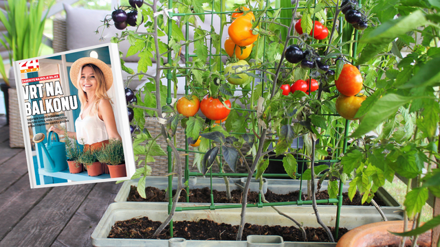 Poseban prilog: Sve o uzgoju na balkonu i njezi sobnih biljaka