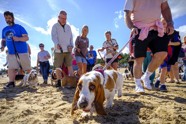 Norfolk: Preko 300 baseta i njihovih vlasnika sudjelovalo u godišnjem 'Waddleu' uz plažu od Wells-next-the-Sea do Holkhama