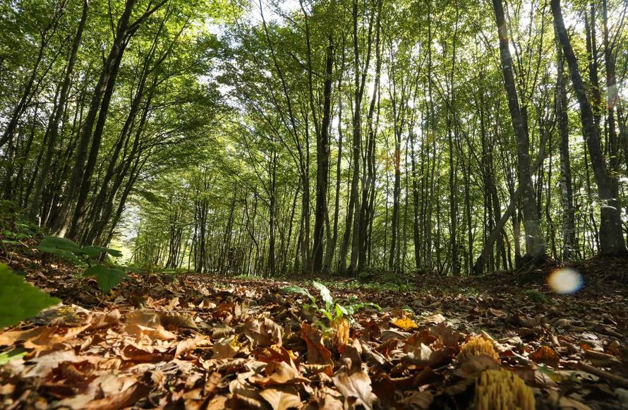 Policajac u šumi lovio divljač pa 'ulovio' trideset migranata