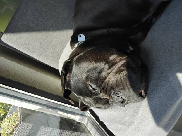 SUPER FOTKE vaših ljubimaca! Neki bi mogli biti viralni hit, ali svi su jednostavno neodoljivi