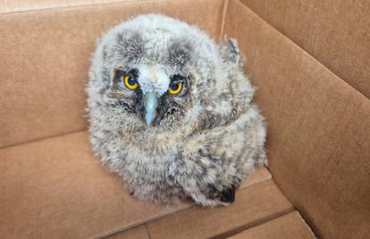 FOTO U šest mjeseci iz Dumovca imali 1075 intervencija: 'Bilo je tu pitona, ježeva, sova...'