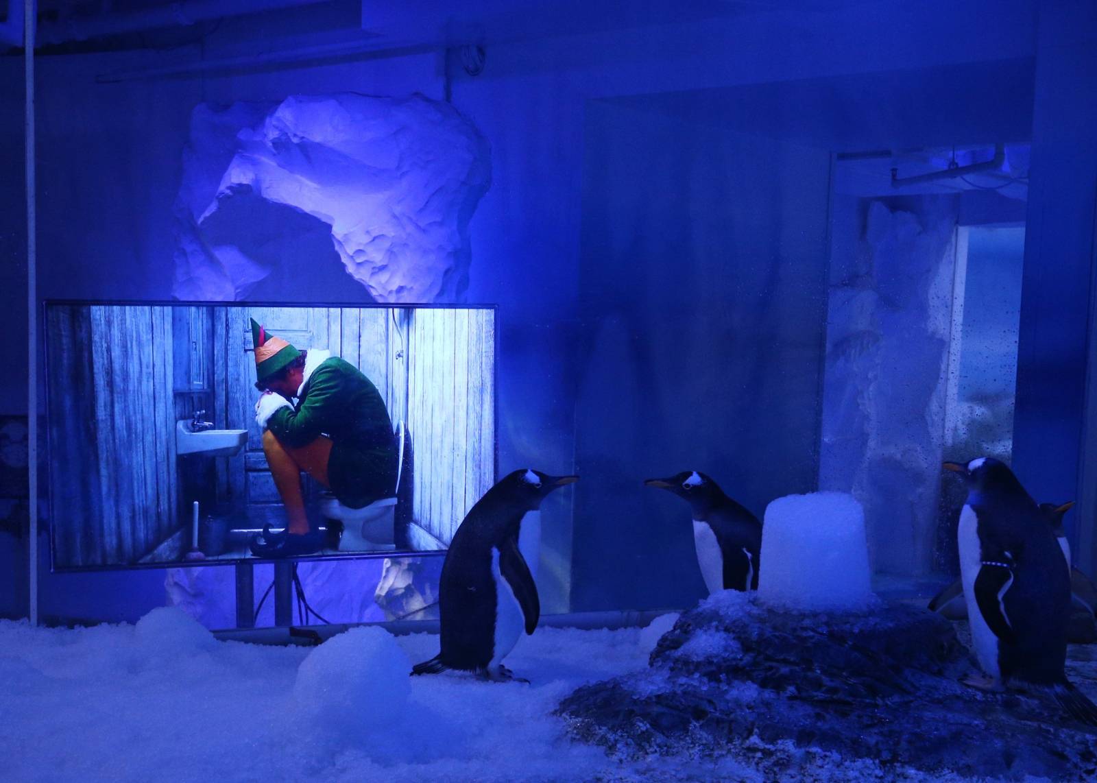 Penguins watching Christmas movies