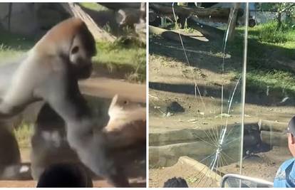 VIDEO Drama u ZOO vrtu: Gorila od 180 kila probila zaštitno staklo! Posjetitelji su bježali