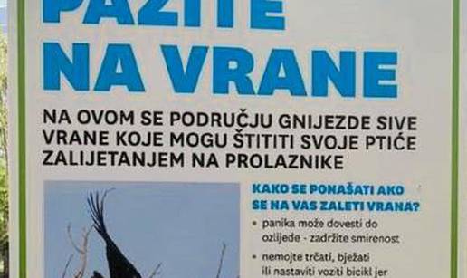 Vrane napadaju Zagrepčane: 'Samo jedna vrsta napada i to ne jer je agresivna i krvoločna'