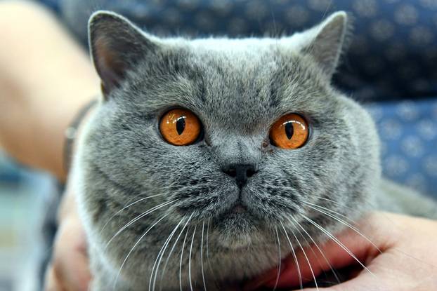 Bjelovar: Međunarodna izložba pasminskih mačaka u organizaciji Saveza felinoloških društava Hrvatske