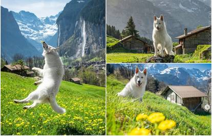 Prekrasan švicarski ovčar vodi vas u divnu šetnju Švicarskom