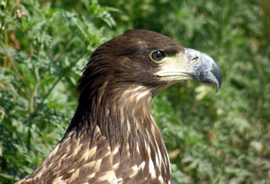 Ivica Galović/PIXSELL