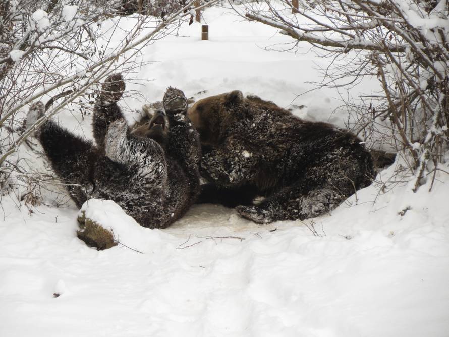 Idila u Kuterevu: Medvjedi jure van čim se pojavi zubato sunce