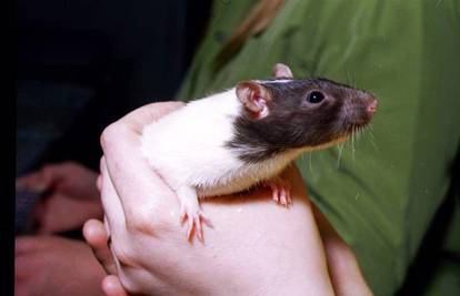 Kućni štakori su uredne i inteligentne životinje