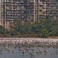 Mir i tišina u Mumbaiju privlači sve više flamingosa na plaže