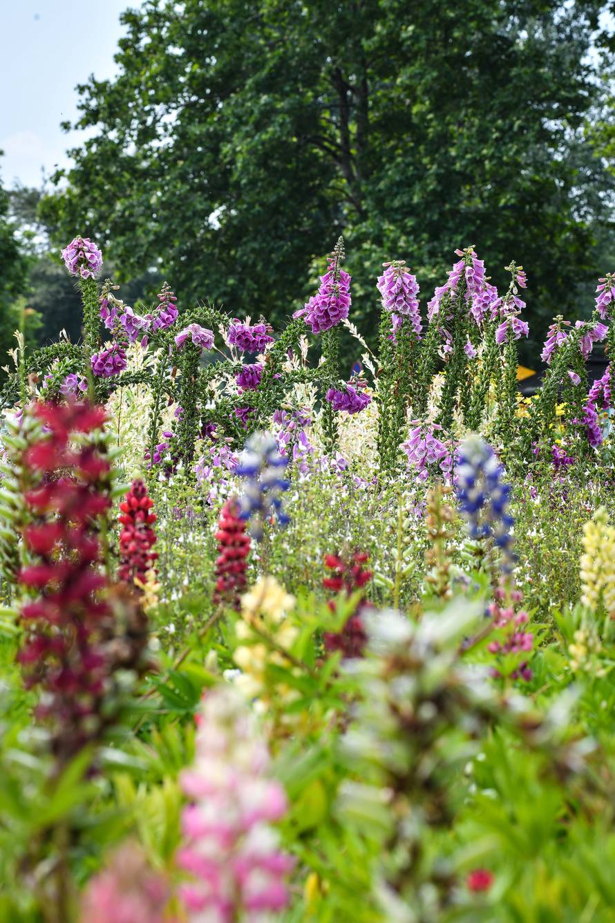 Floraart: Sadnice cvijeća od 2 kune, a za 25 mini vrt u posudi