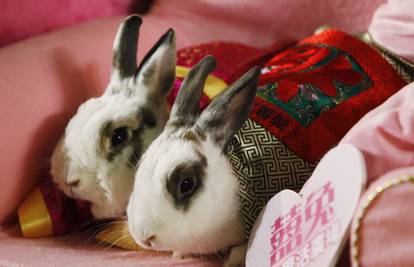 Prava ceremonija: Par iz Hong Konga vjenčao svoje zečeve 
