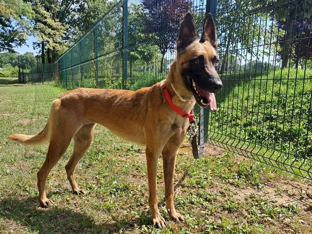 FOTO Ovi preslatki psići u Noinoj Arci čekaju samo vas da ih udomite