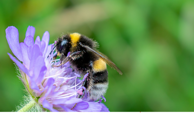 Svjetski je dan pčela! Znate li koliko su važne za naš planet?